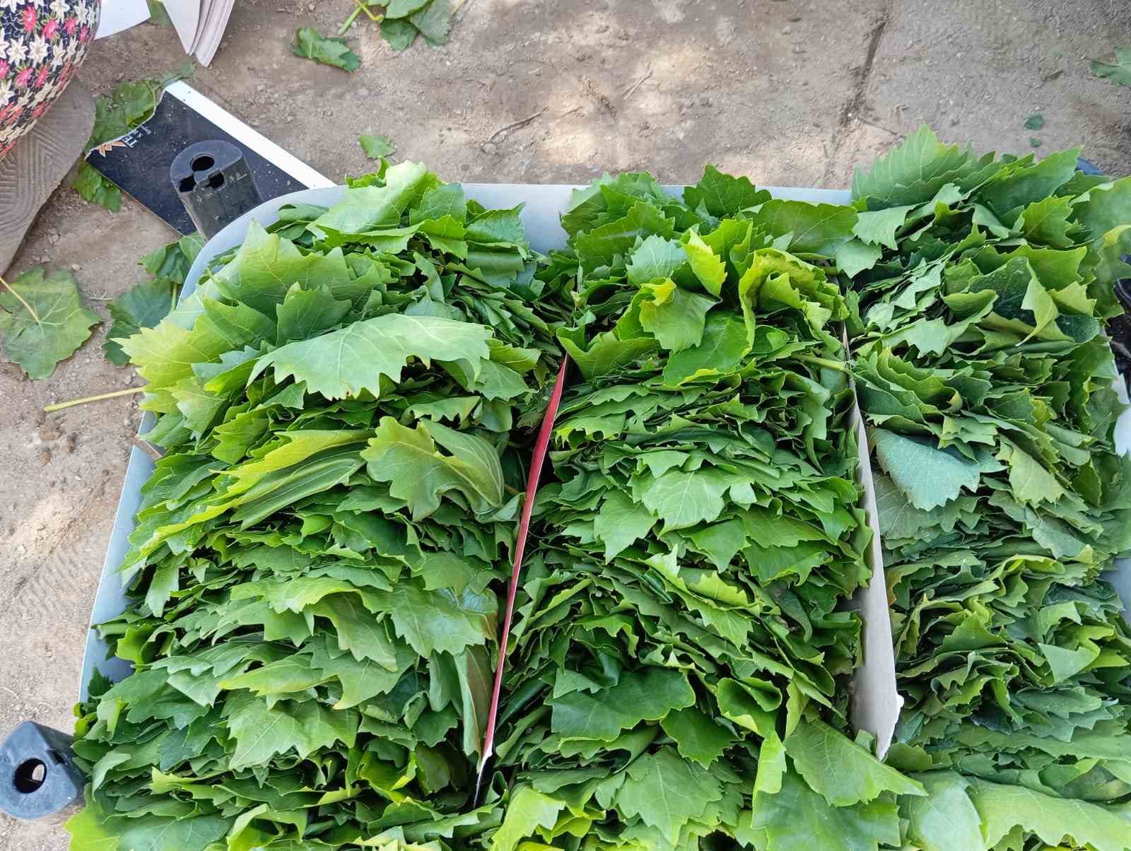 Sarıgöl’de bağ yaprağı sezonu açıldı