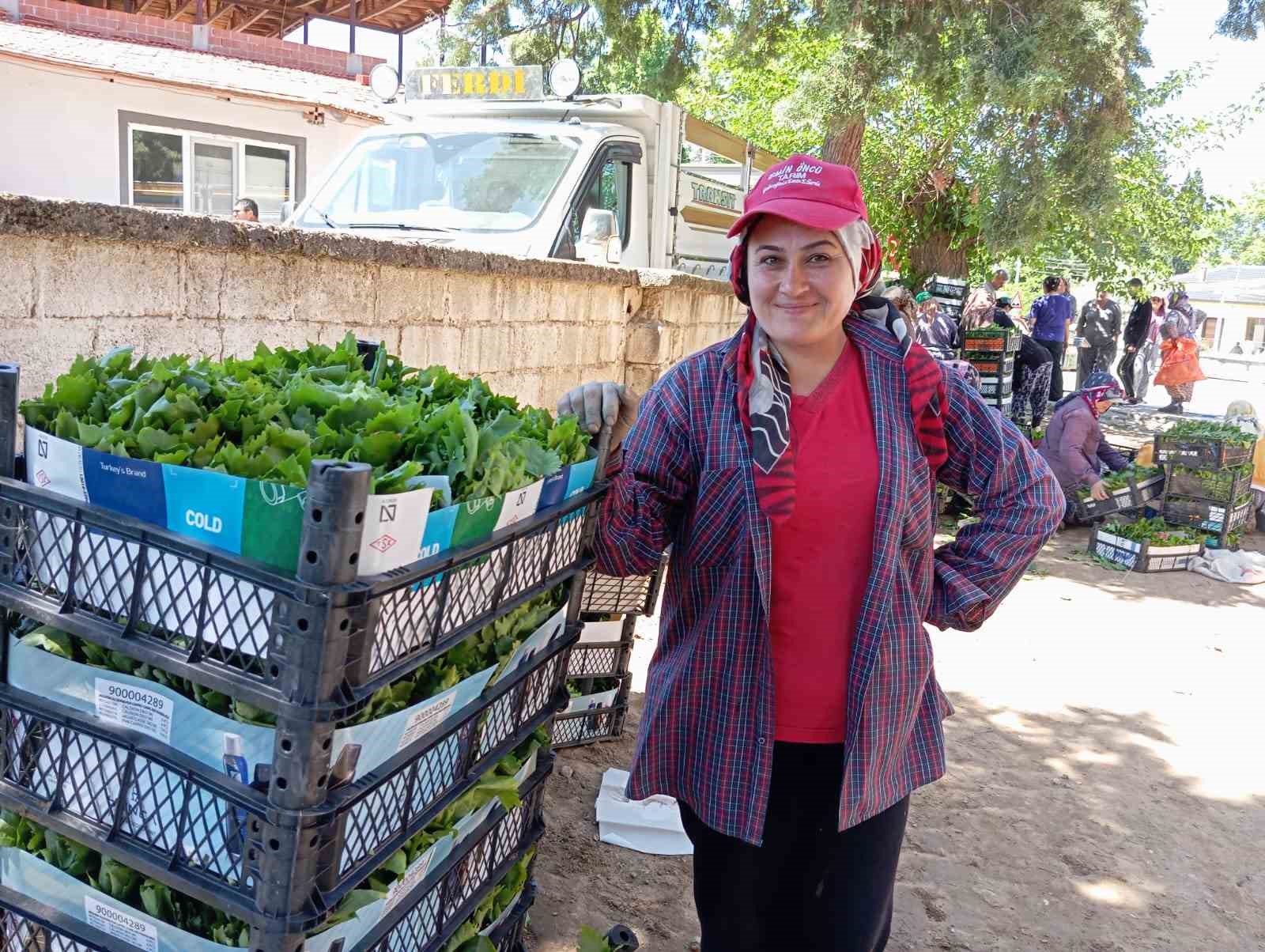 Sarıg&ouml;l&rsquo;de bağ yaprağı sezonu a&ccedil;ıldı
