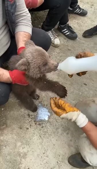 Artvin’de köylüler tarafından bulunan yavru ayı ekiplere teslim edildi