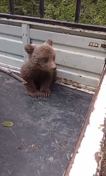 Artvin’de köylüler tarafından bulunan yavru ayı ekiplere teslim edildi