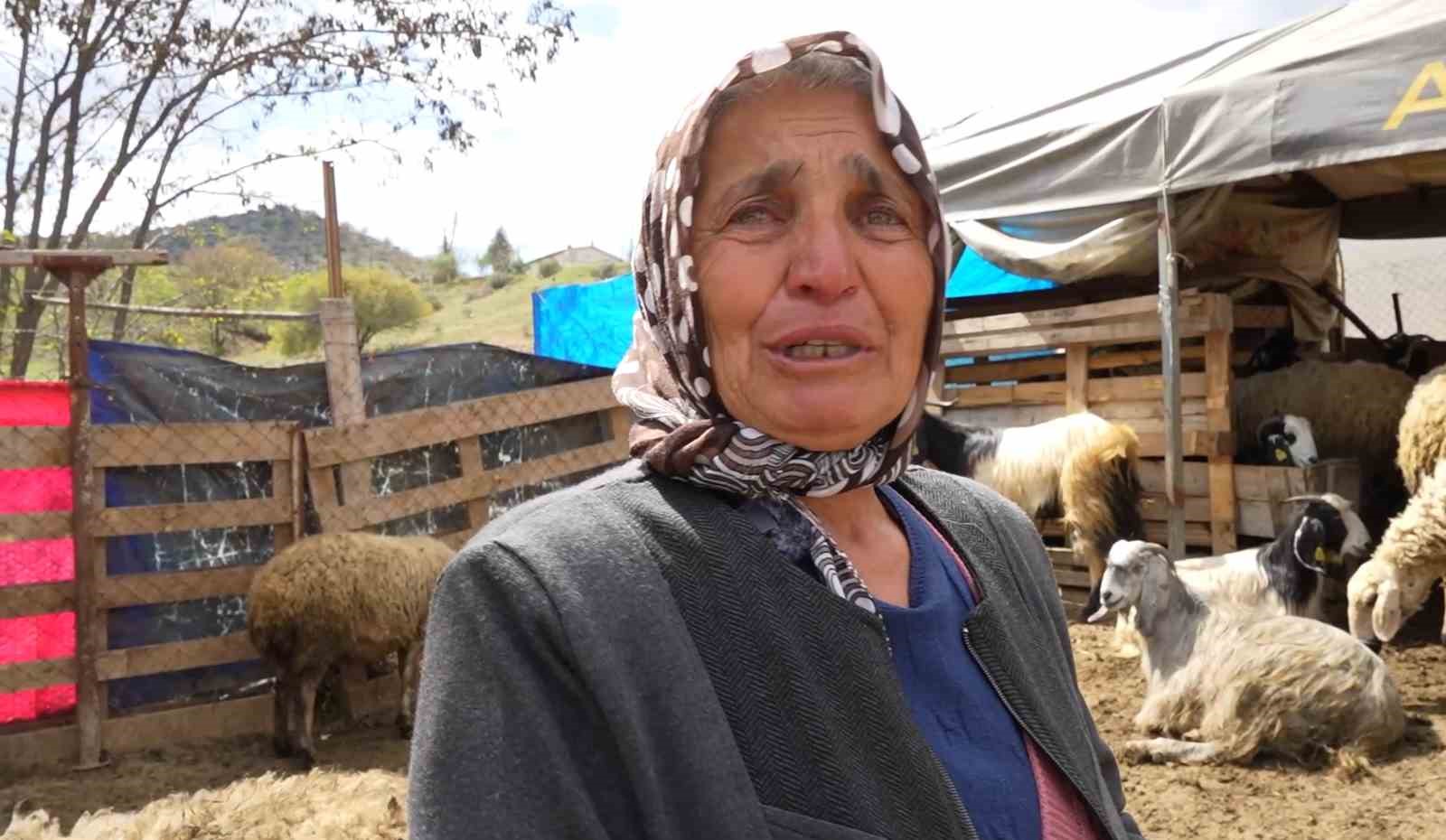 Sürüsünü kurtlara kaptıran kadın gözyaşlarını tutamadı: "Hepsi evladım gibiydi"