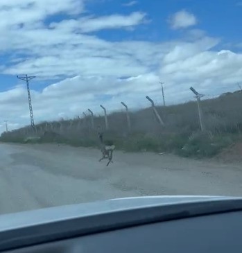 Tel &ouml;rg&uuml;ler arasında mahsur kalan karaca ne tarafa ka&ccedil;acağını bilemedi
