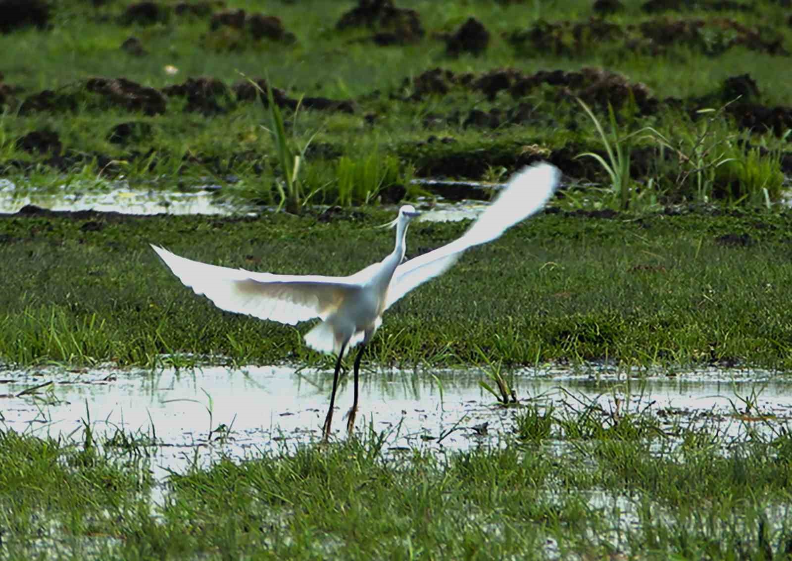 İron Sazlığına kuş akını