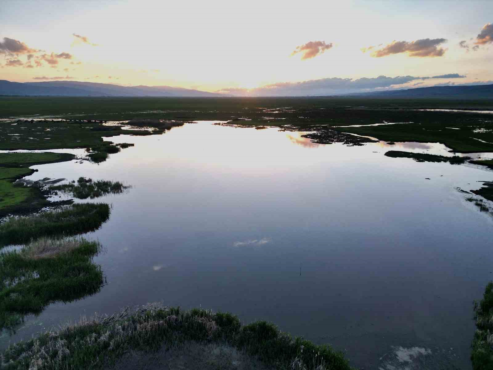 İron Sazlığına kuş akını
