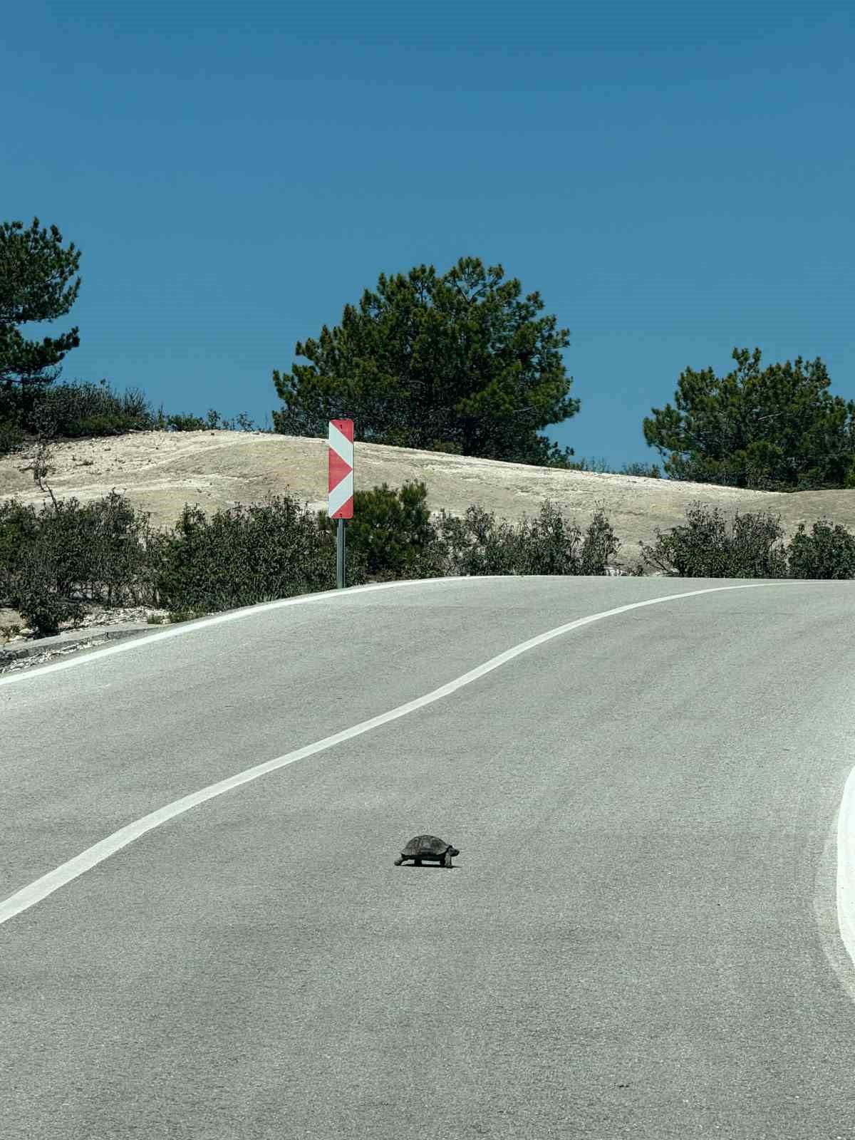 Kaplumbağalara karşı sürücüler uyarıldı