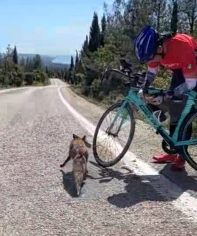 Tarihi yarımadanın maskotu olan tilki, sporcunun elinden beslendi
