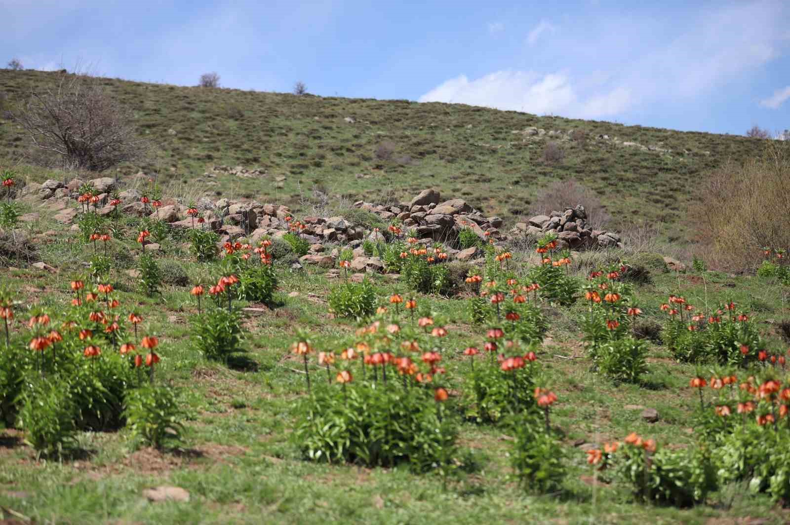 Sadece 20 gün açan ters laleyi koparmanın cezası araba parası