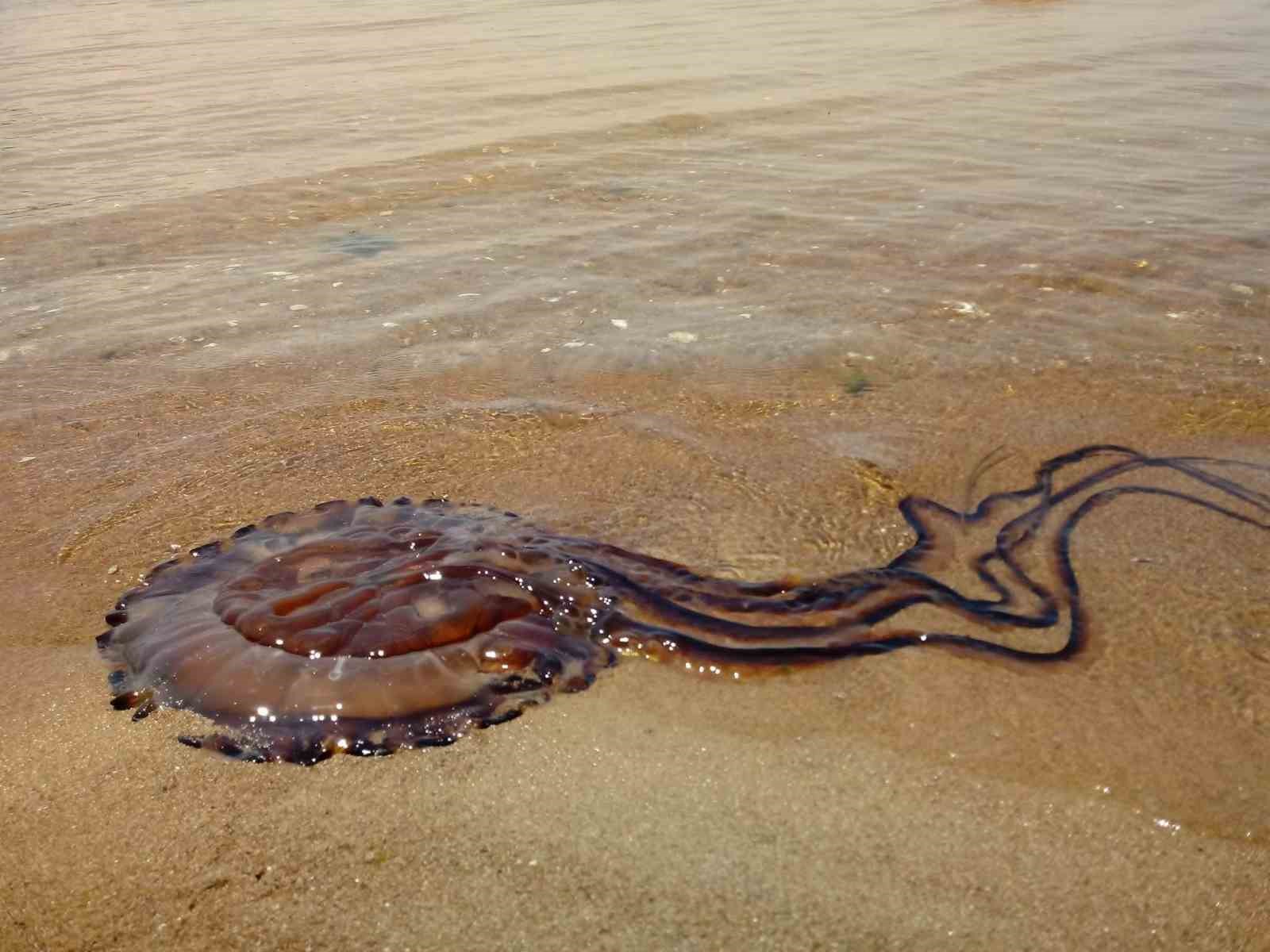Pusula denizanası Erdek&rsquo;te karaya vurdu

