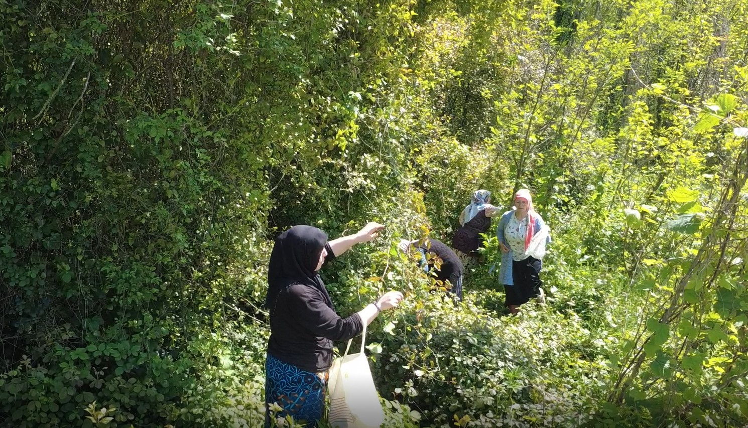 Doğanın şifalı otu ‘kırçan’ın sezonu başladı