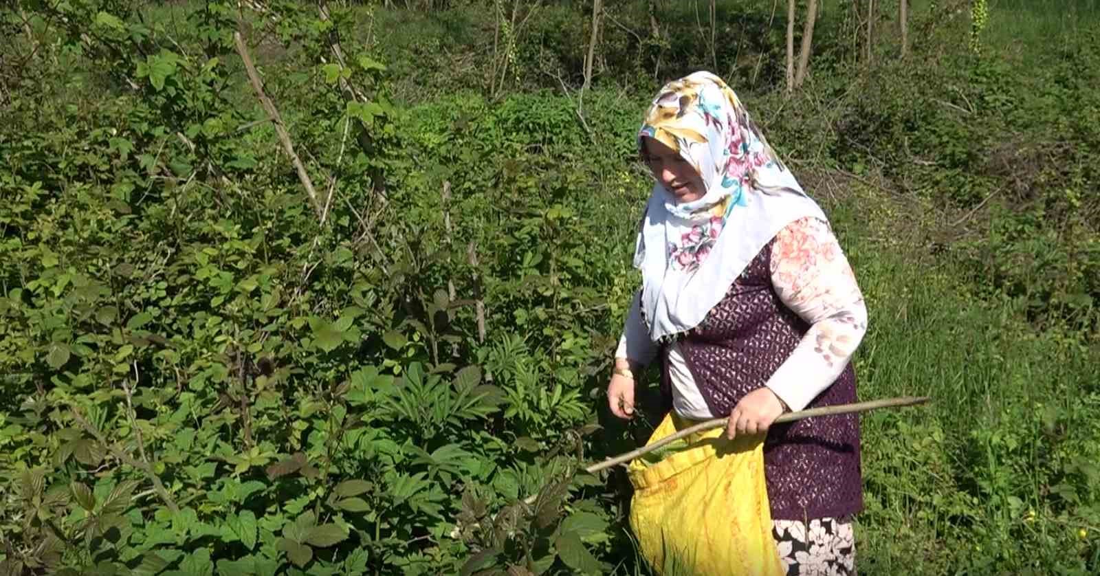 Doğanın şifalı otu &lsquo;kır&ccedil;an&rsquo;ın sezonu başladı
