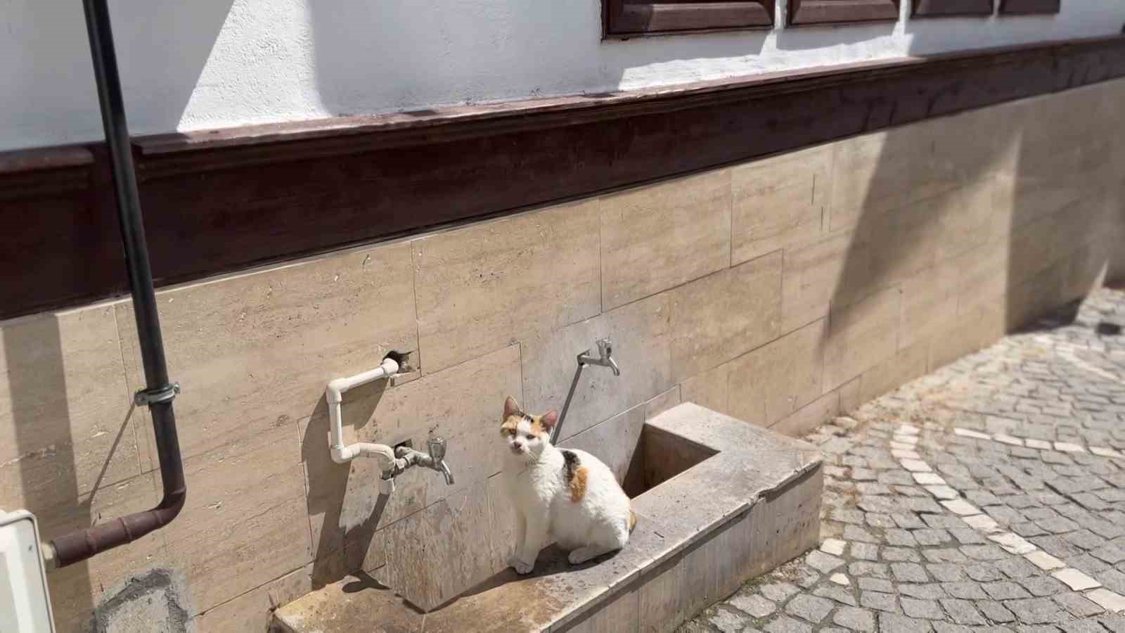 Amasya’da kediler susuzluktan cami çeşmelerinin önünde bekliyor