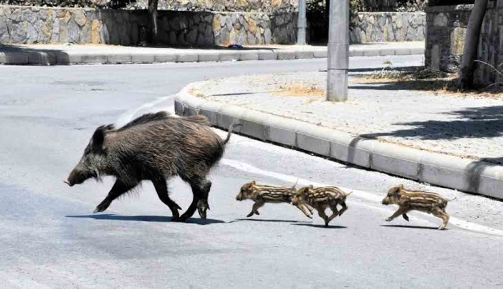 Muğla’da yaban domuzlarıyla mücadele kararı