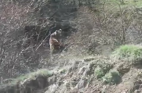 Otomobil kornasıyla ayının dikkatini &ccedil;ekmek istedi
