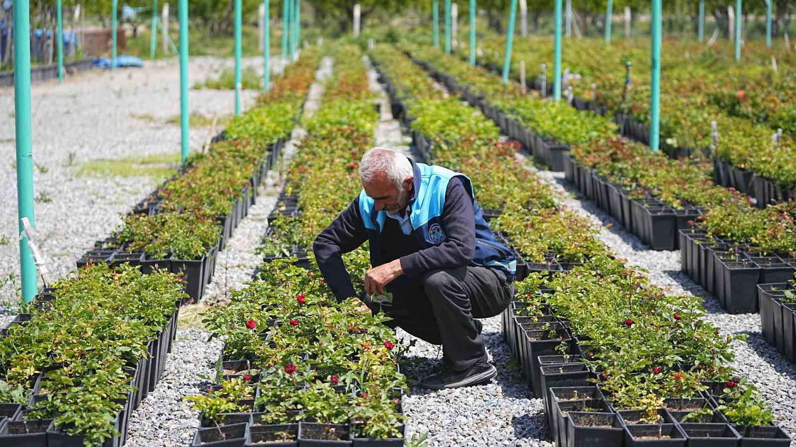 Battalgazi&rsquo;nin park ve bah&ccedil;eleri kendi &uuml;rettiği &ccedil;i&ccedil;eklerle g&uuml;zelleşiyor
