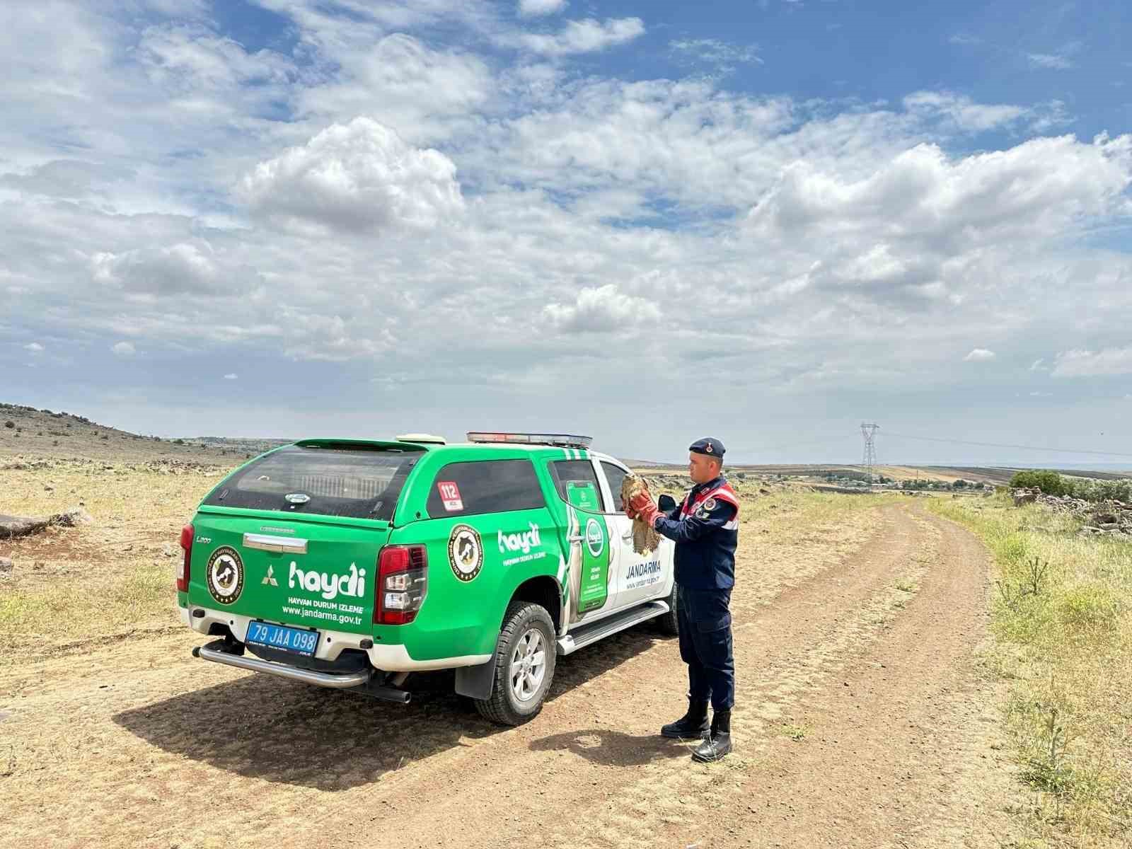 Yaralı halde bulunan Kızıl Şahin koruma altına alındı
