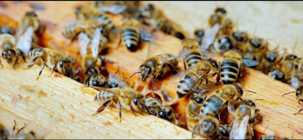 Yığılca Türkiye’ye katkı sağlıyor