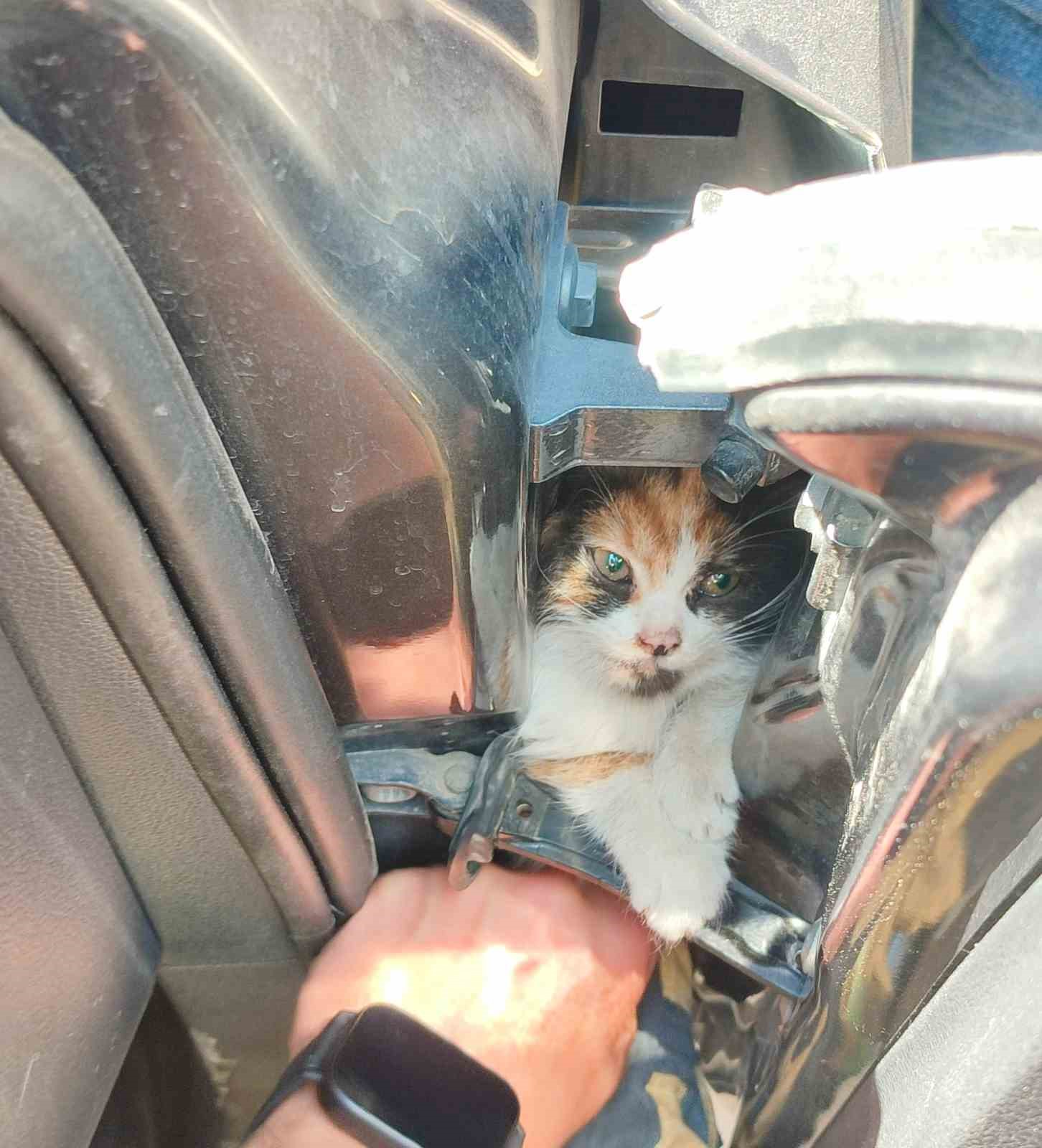 Aracın kapısına sıkışan kediyi itfaiye kurtardı
