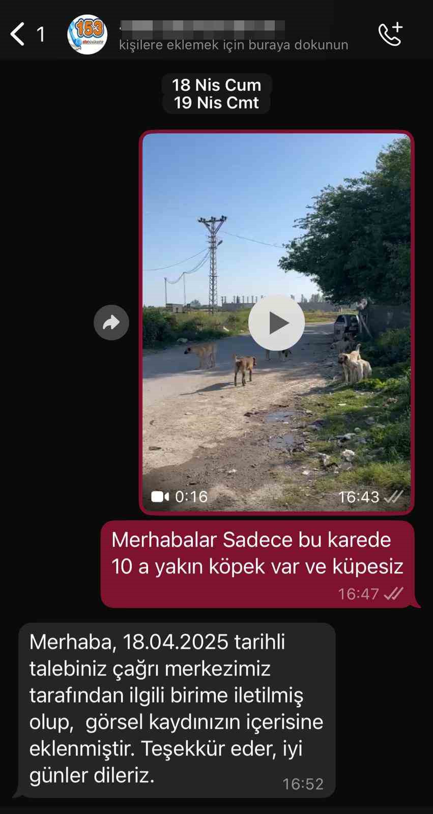 Sokak köpekleri tehlike saçıyor