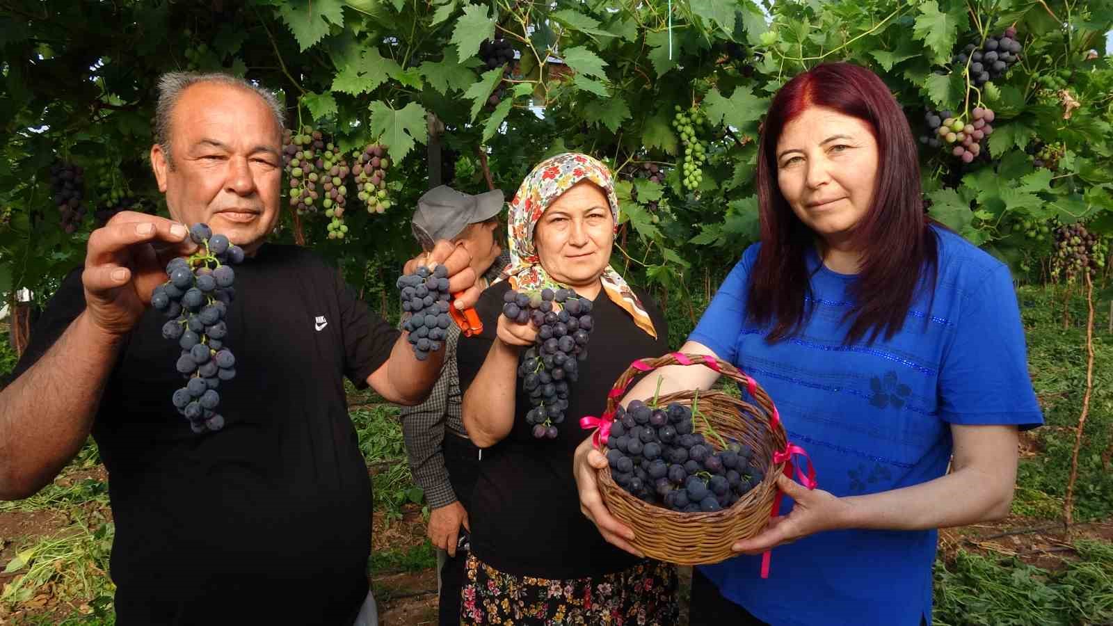 Turfanda ’Siyah İnci’ hasadı başladı