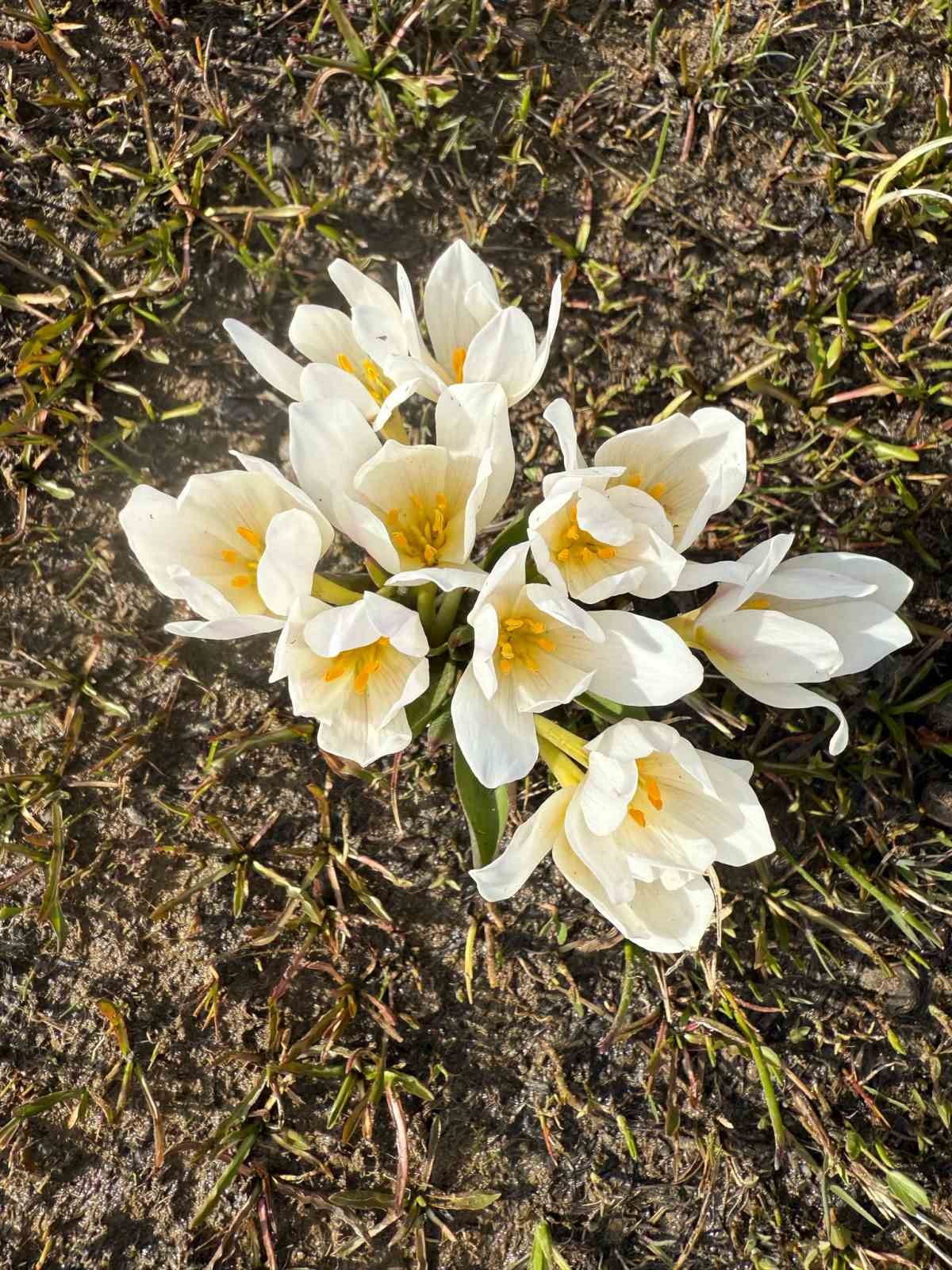 Keşiş G&ouml;l&uuml; kardelenlerle bezendi
