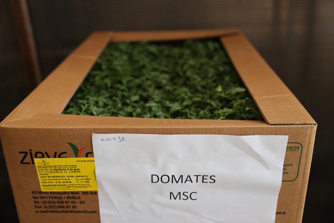 Ata Tohumu projesi Menteşe&rsquo;de başladı
