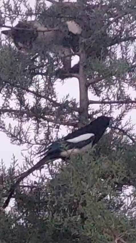 Avlanmak için ağaca çıkan kedi, kargaların hışmına uğradı