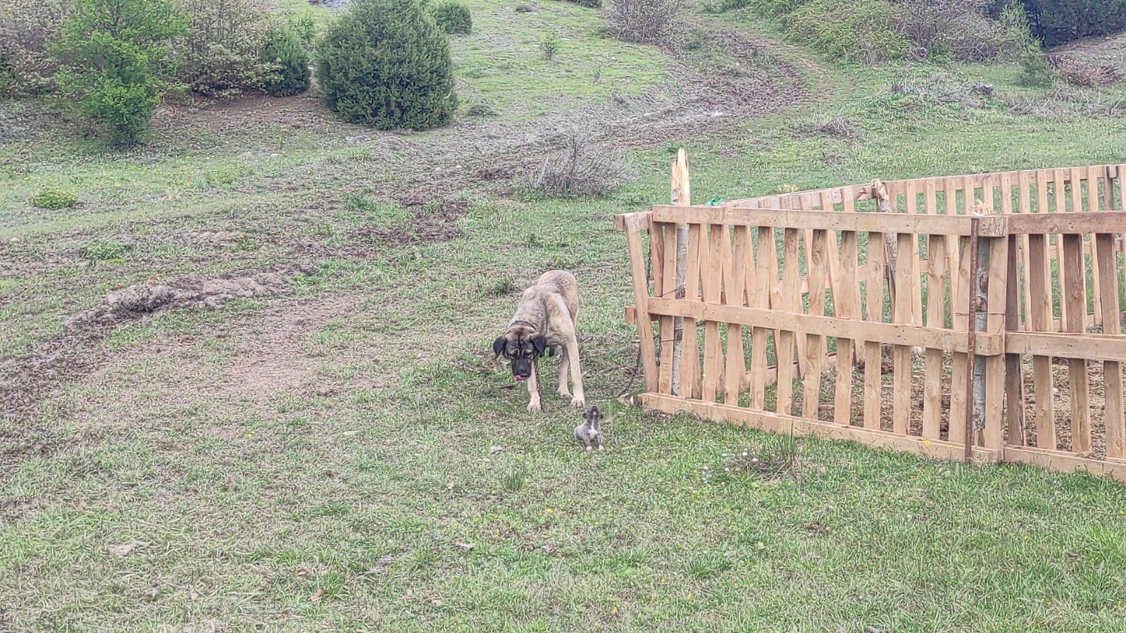 Sosyal medyada linç edilmişti, o köpeğin sahibi konuştu
