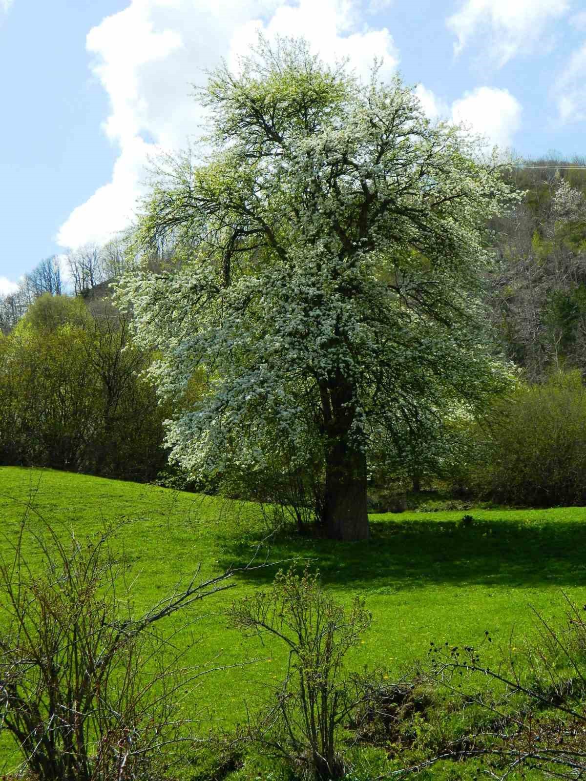 Posof’ta baharla gelen güzellikler
