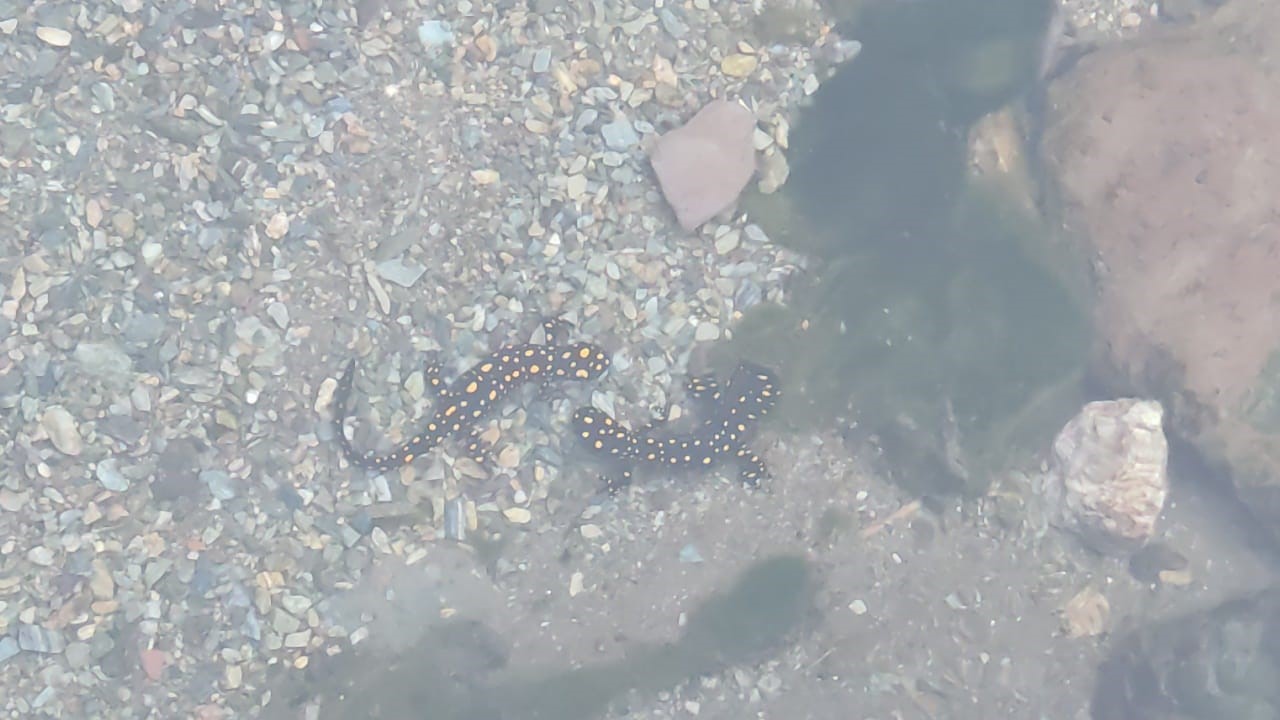 Batman’da nesli tehlike altındaki ’sarı benekli semender’ sürüsü görüldü