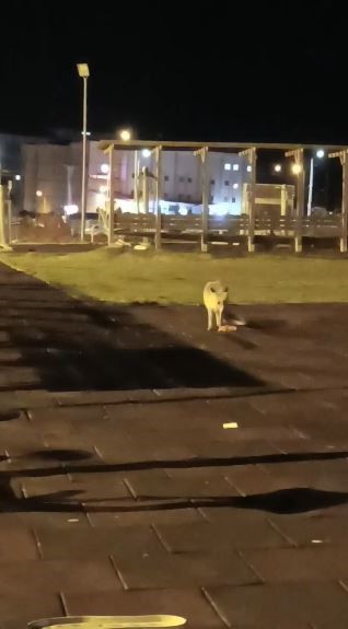 Artvin şehir merkezindeki çocuk parkında tilki sürprizi