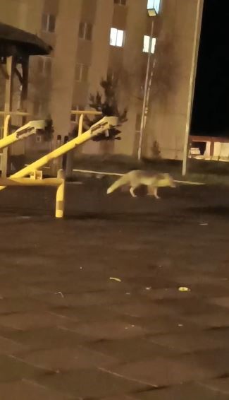 Artvin şehir merkezindeki çocuk parkında tilki sürprizi
