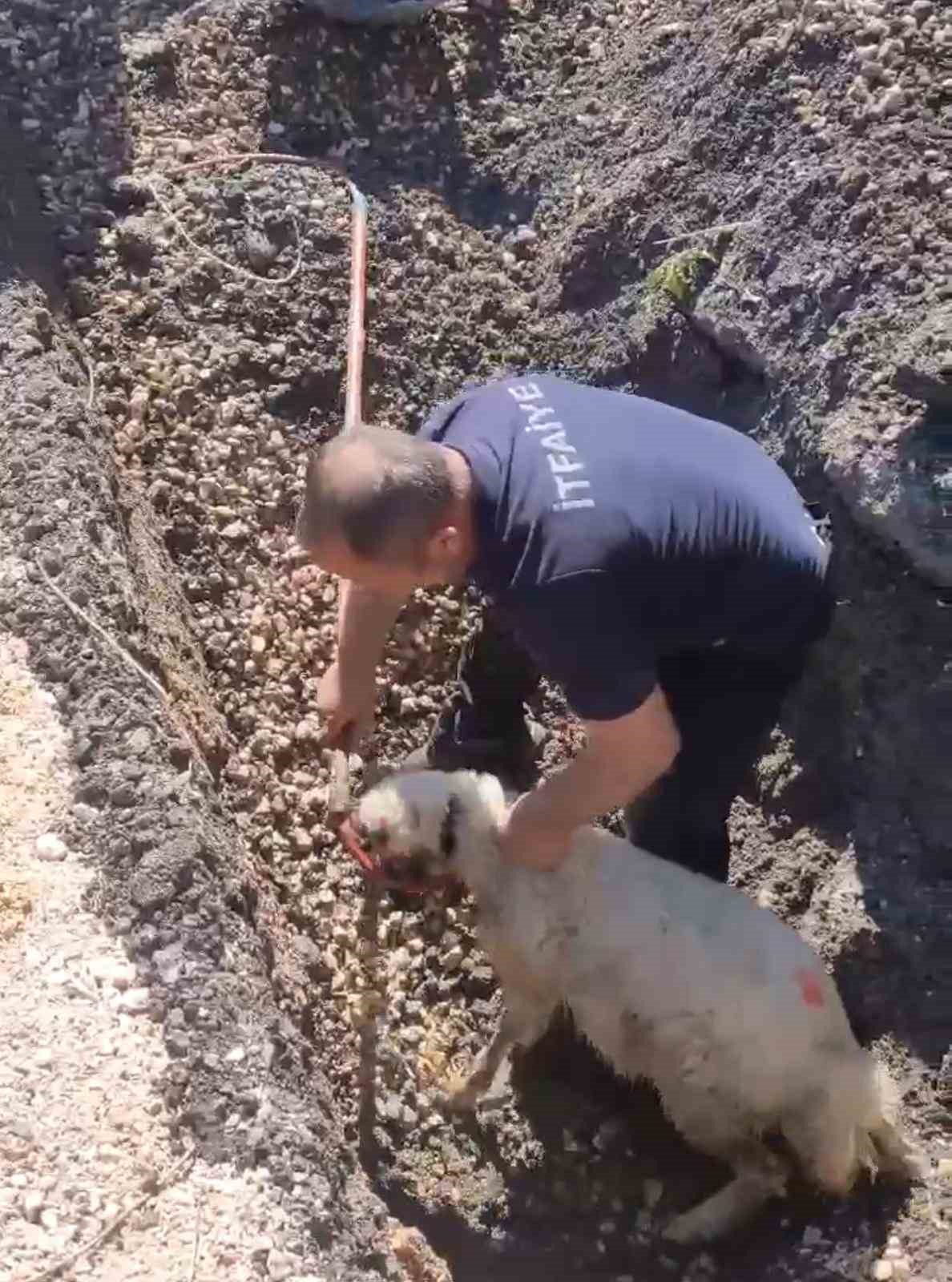 Diyarbakır’da kanalizasyon borusunda mahsur kalan kuzu böyle kurtarıldı
