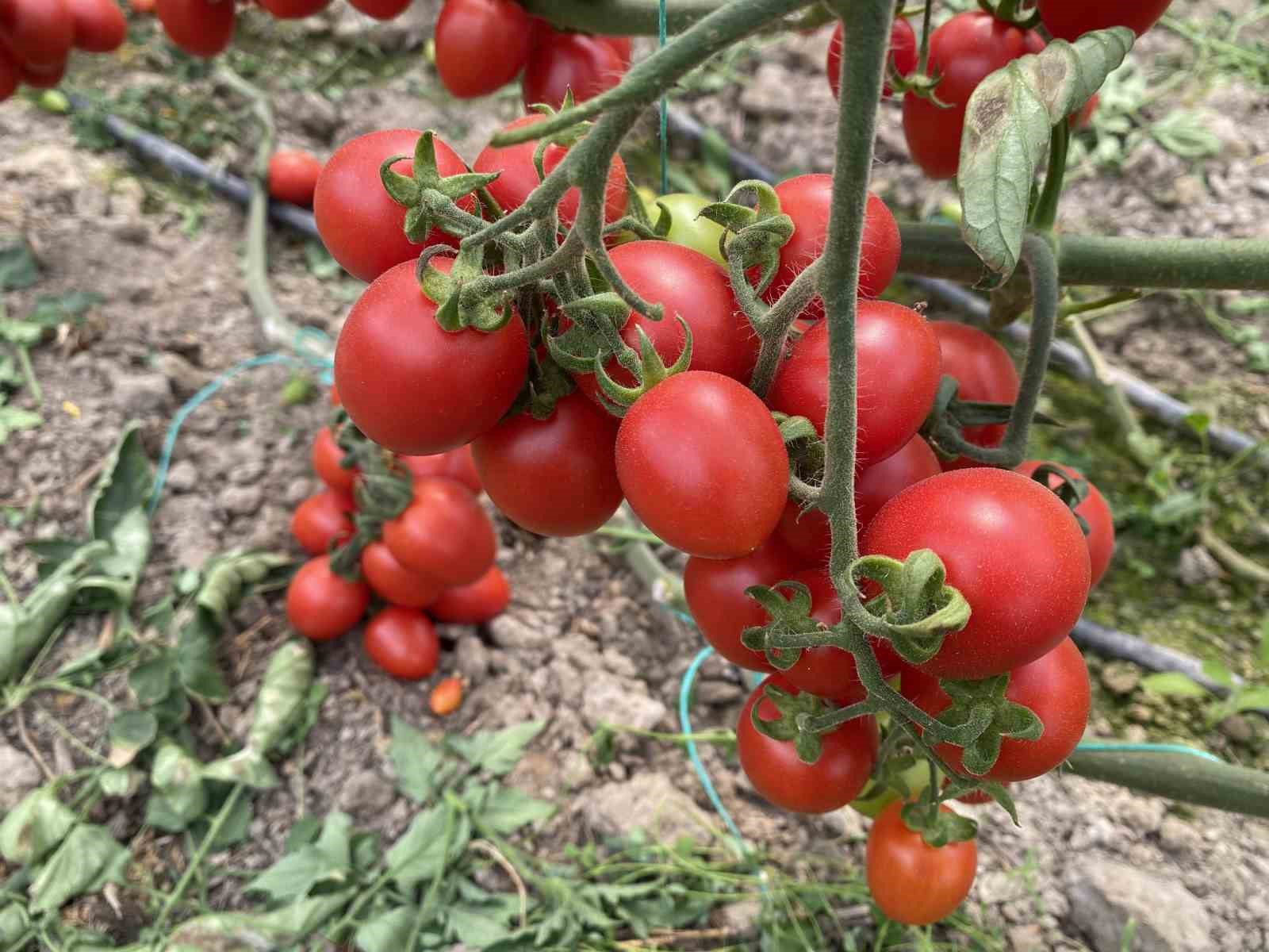 Tarım Antalya&rsquo;yı ihracatta sırtladı: Yaş meyve sebzede y&uuml;zde 17,7 artış
