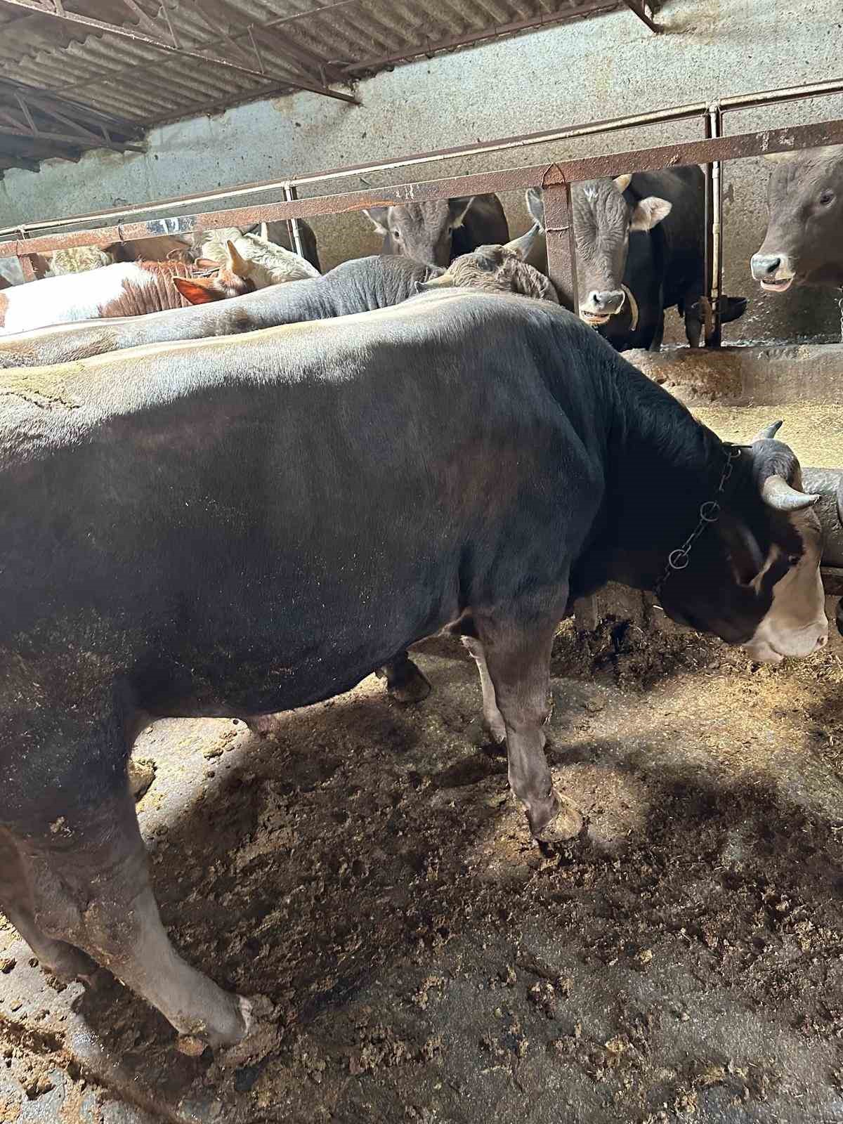 Kırşehir Kasaplar Odası Başkanı &Uuml;nl&uuml;&rsquo;den Kurban Bayramı &ouml;ncesi denetim &ccedil;ağrısı
