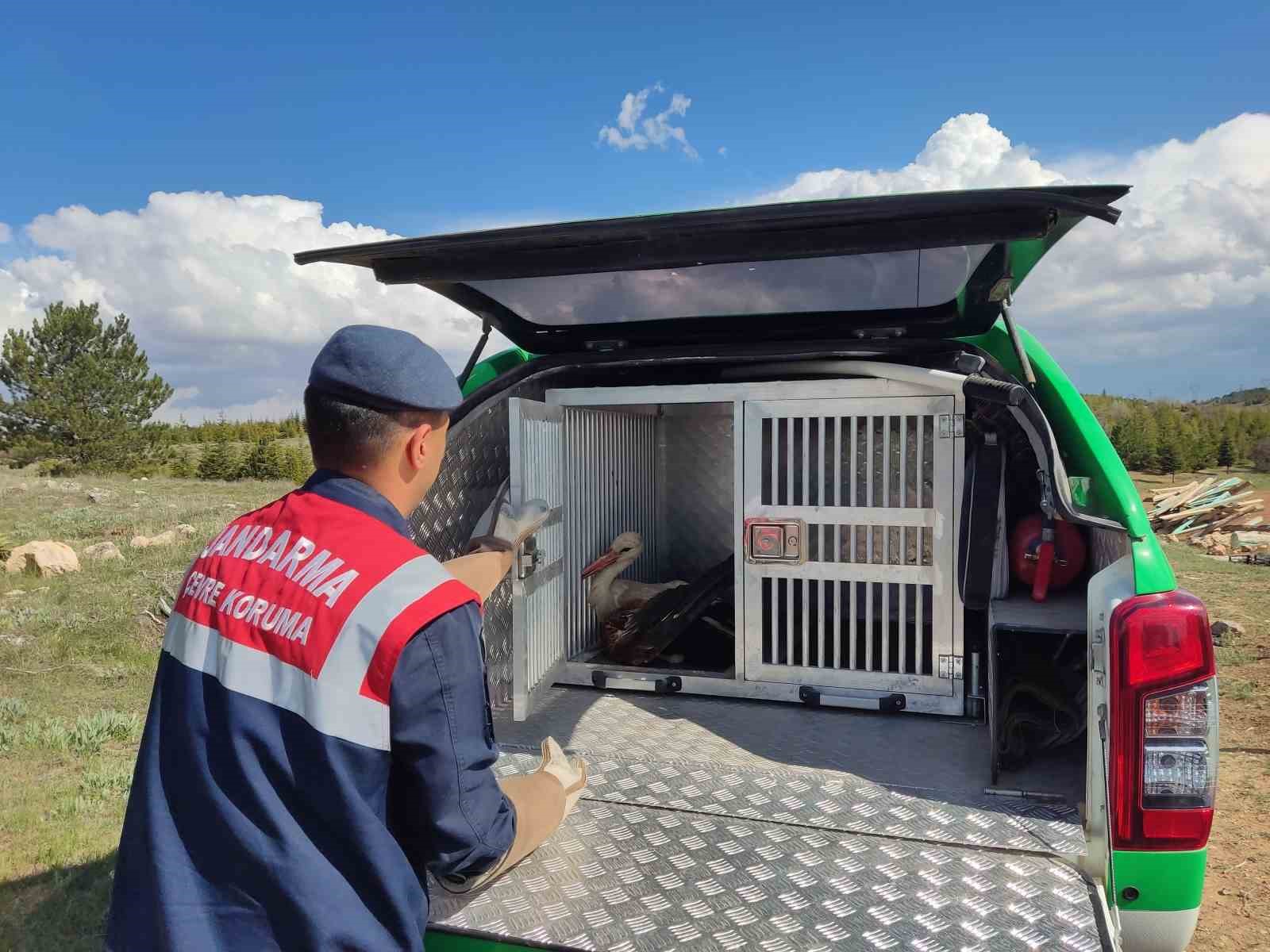 Karaman’da yaralı leylek koruma altına alındı