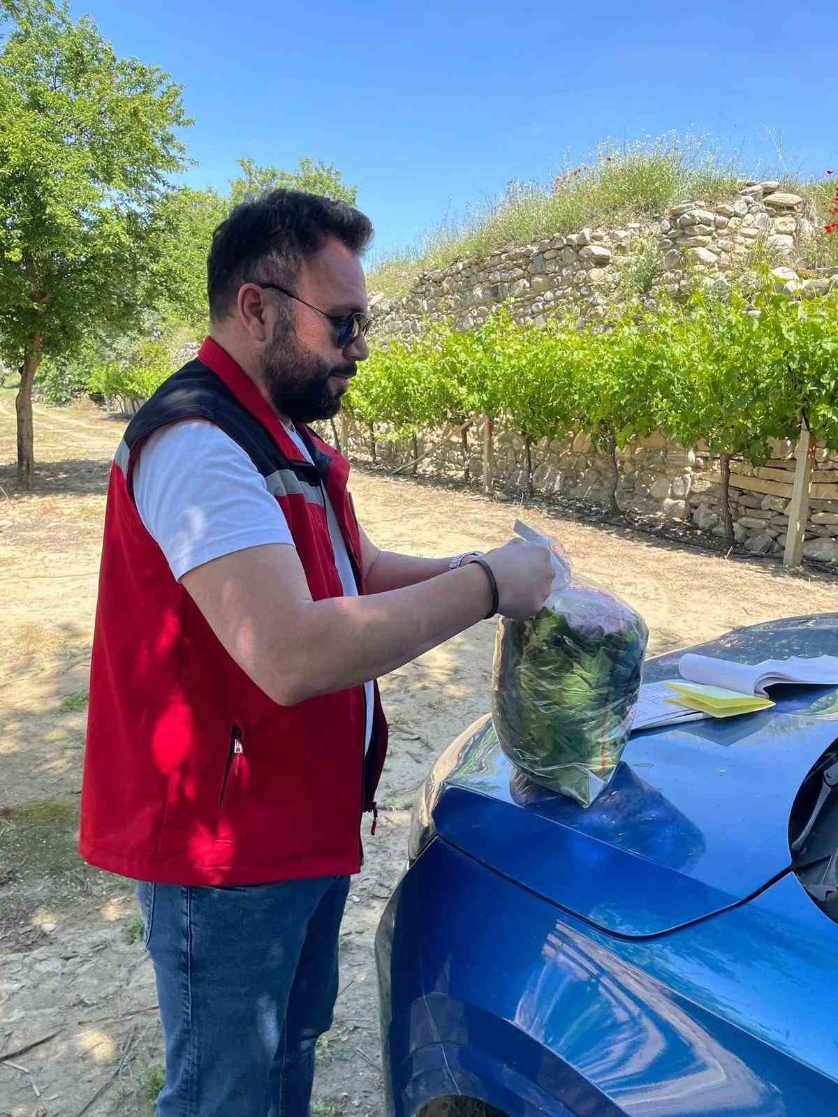 &Uuml;z&uuml;m bağlarında hasat &ouml;ncesi pestisit denetimi başladı
