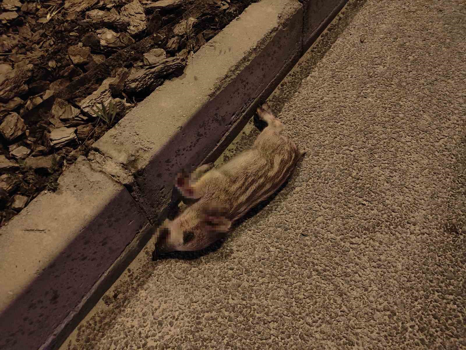 Domuz s&uuml;r&uuml;s&uuml;ne &ccedil;arpan motosiklet s&uuml;r&uuml;c&uuml;s&uuml; ağır yaralandı
