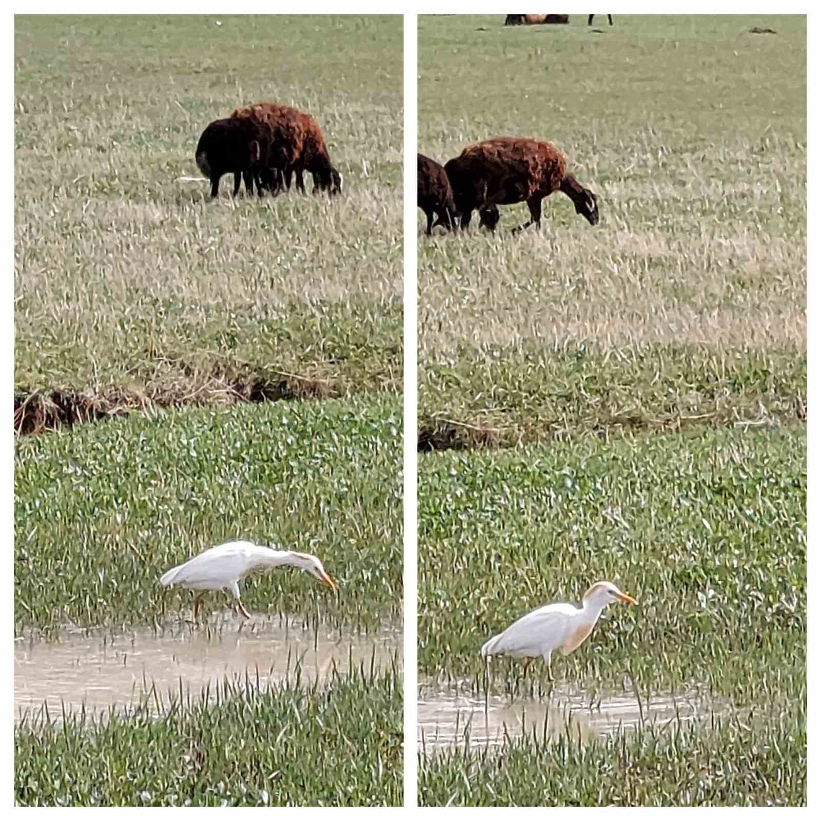 Nadir görülen sığır balıkçılı Diyadin’de