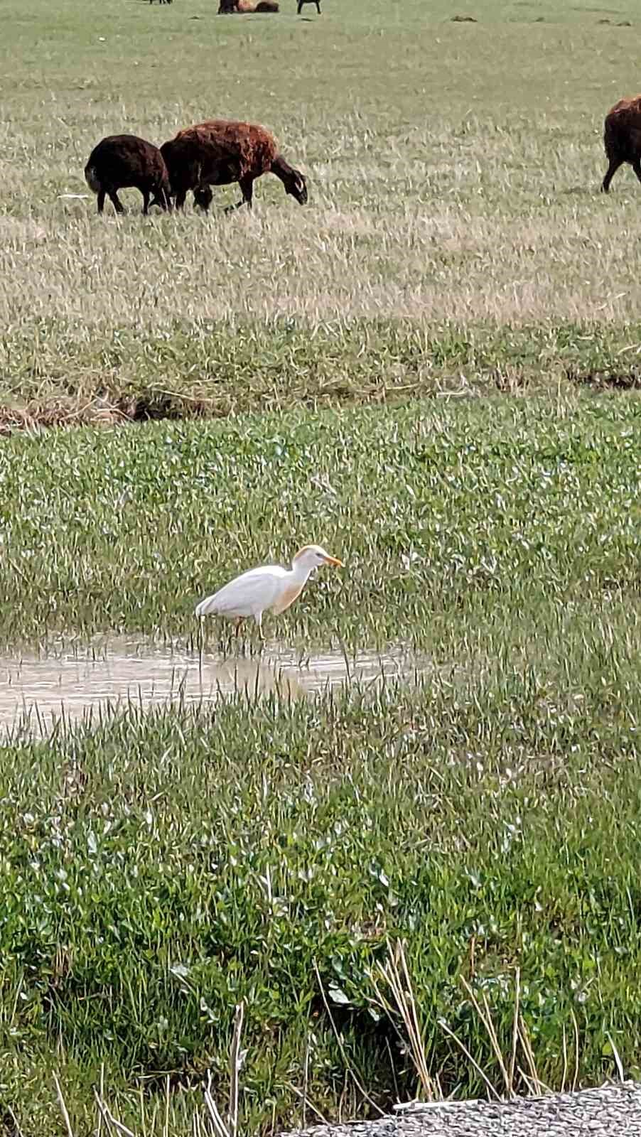 Nadir g&ouml;r&uuml;len sığır balık&ccedil;ılı Diyadin&rsquo;de

