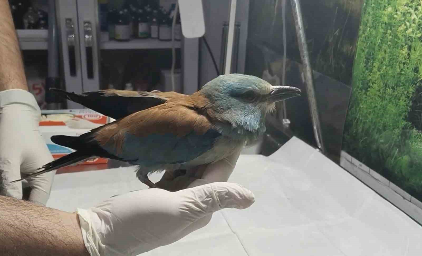 Nesli tükenmekte olan gökkuzgun Sırbistan’dan Denizli’ye uçtu