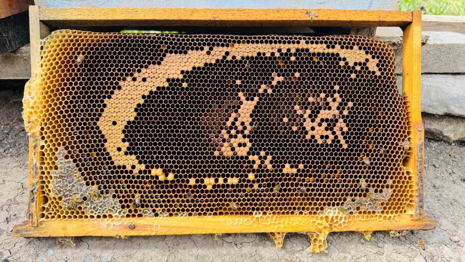 Bal arıları petekte ’ay yıldızlı’ bayrağı andıran görsel oluşturdu