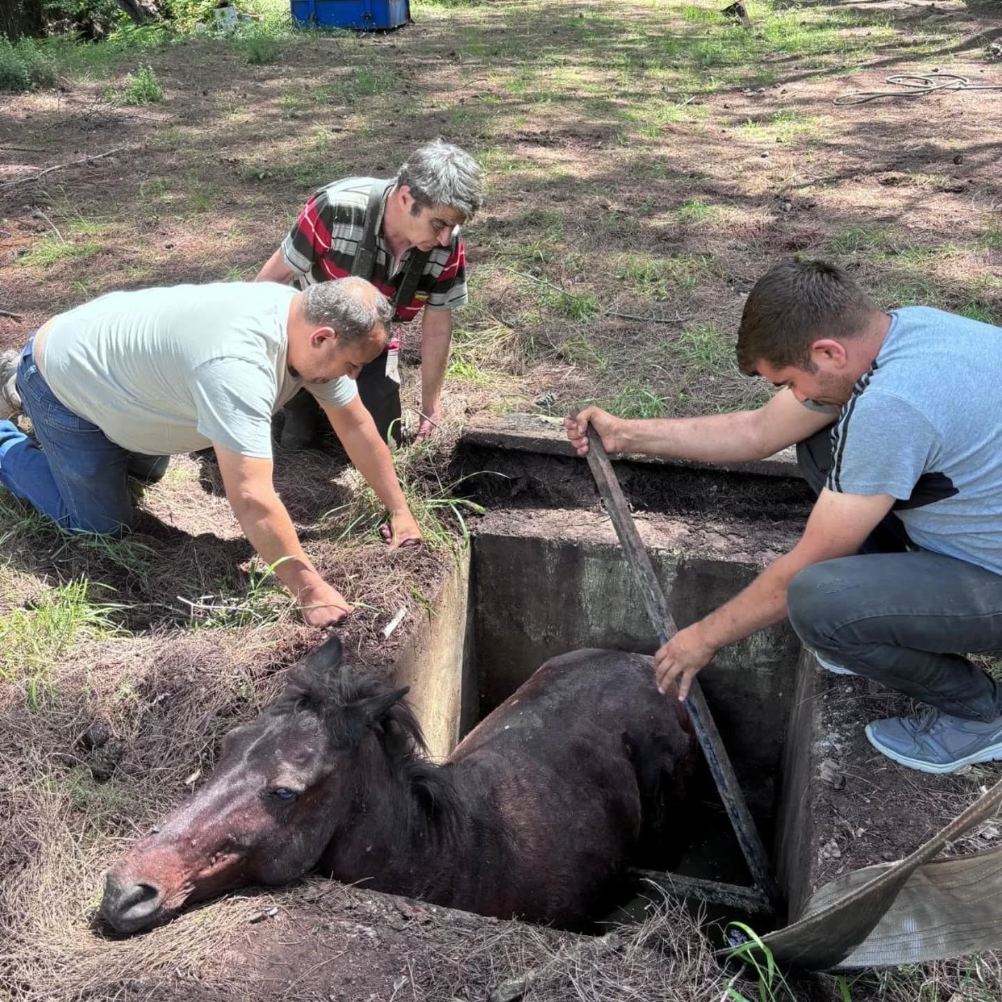 Çukura düşen yabani at kurtarılarak doğaya salındı