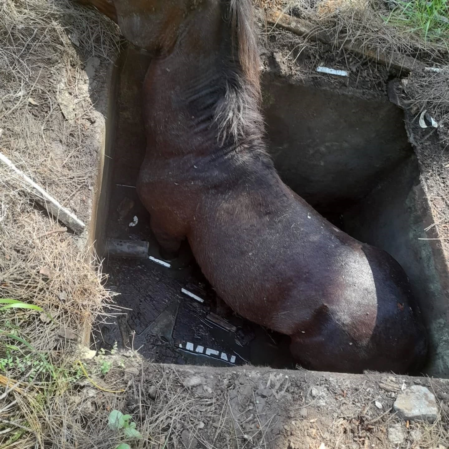 Çukura düşen yabani at kurtarılarak doğaya salındı
