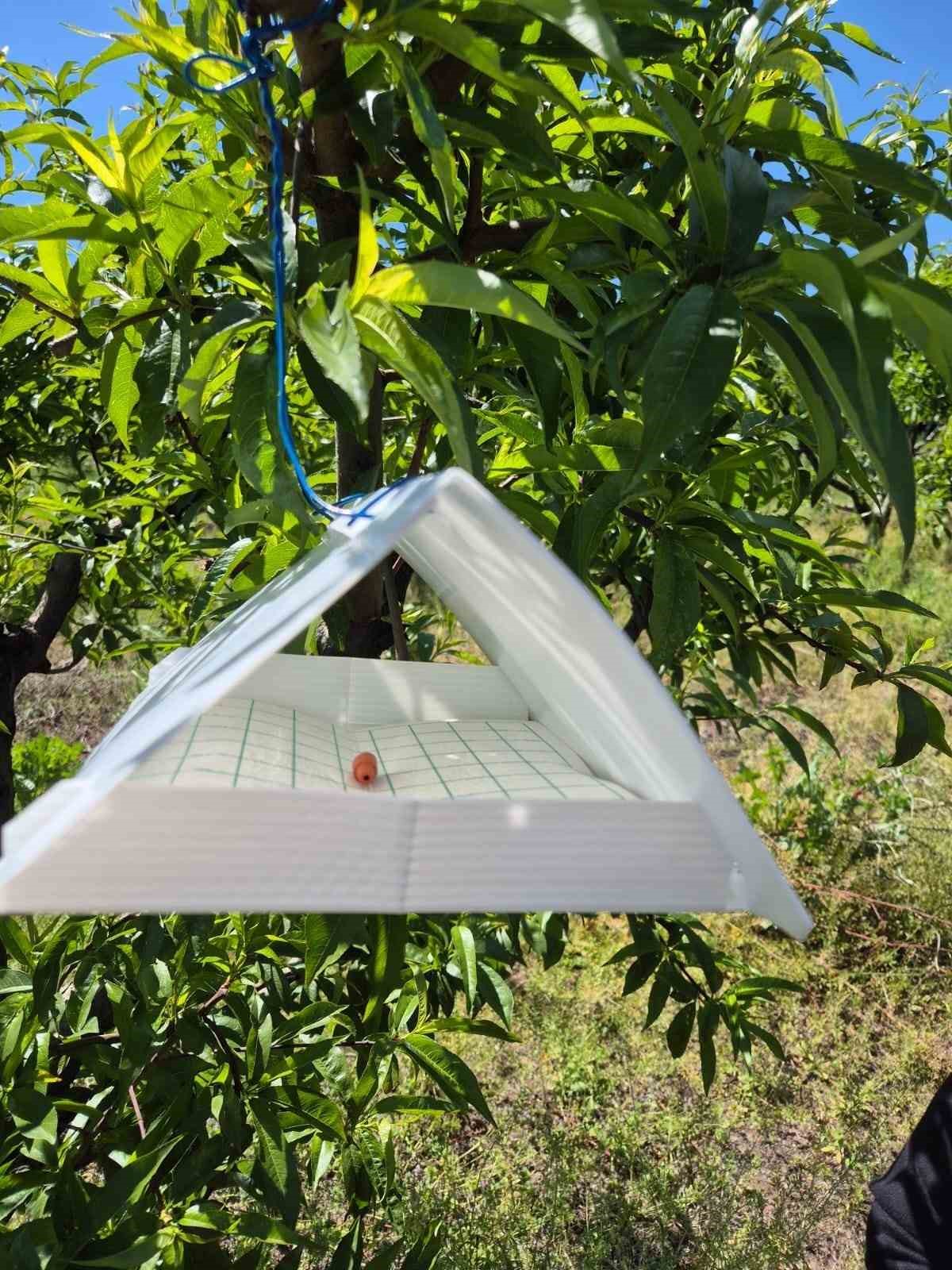 Elazığ&rsquo;da şeftali g&uuml;vesine karşı feromon tuzak
