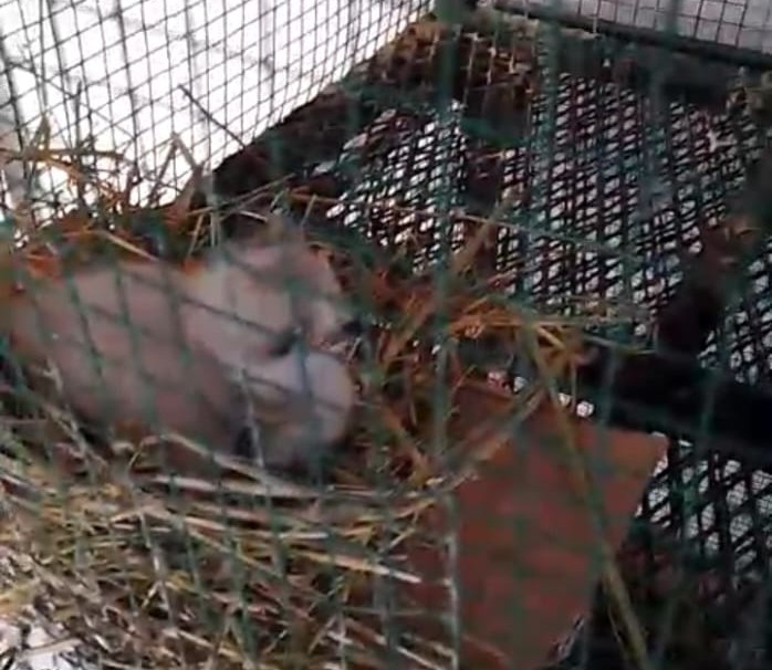 Kızıl şahin yavrusu son anda kurtarıldı
