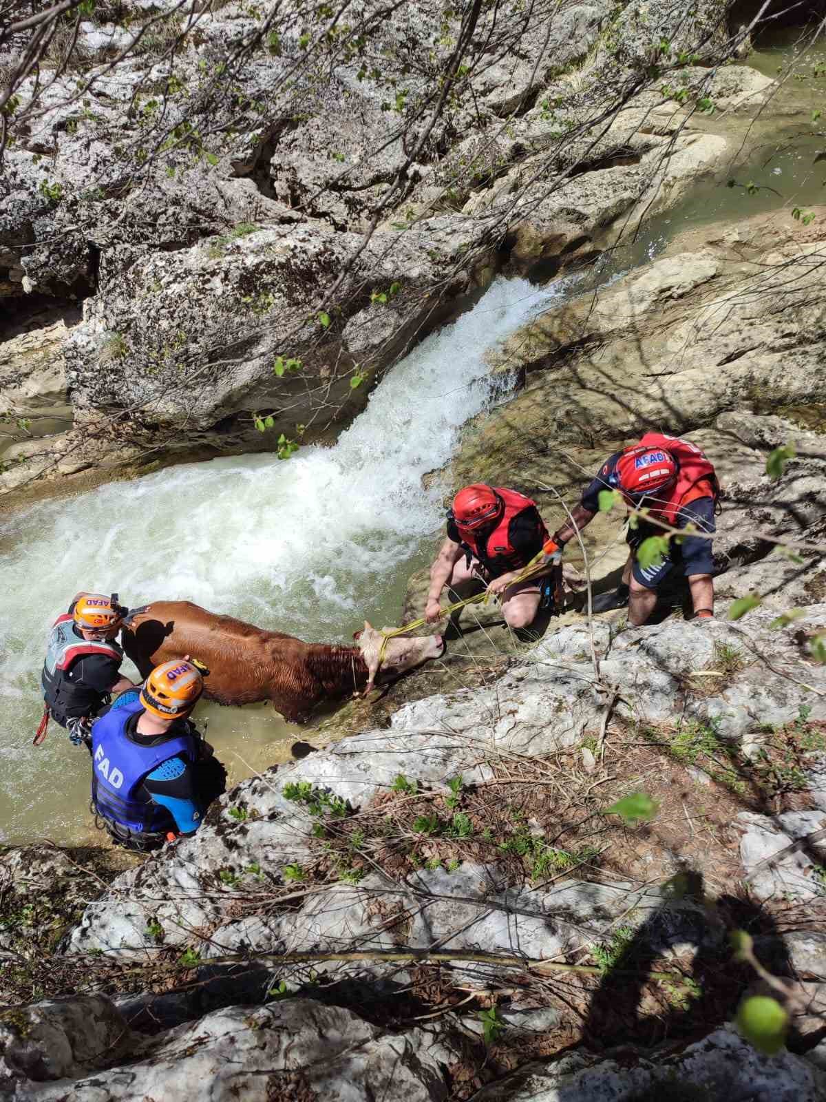 Derede mahsur kalan dana AFAD ekiplerince kurtarıldı