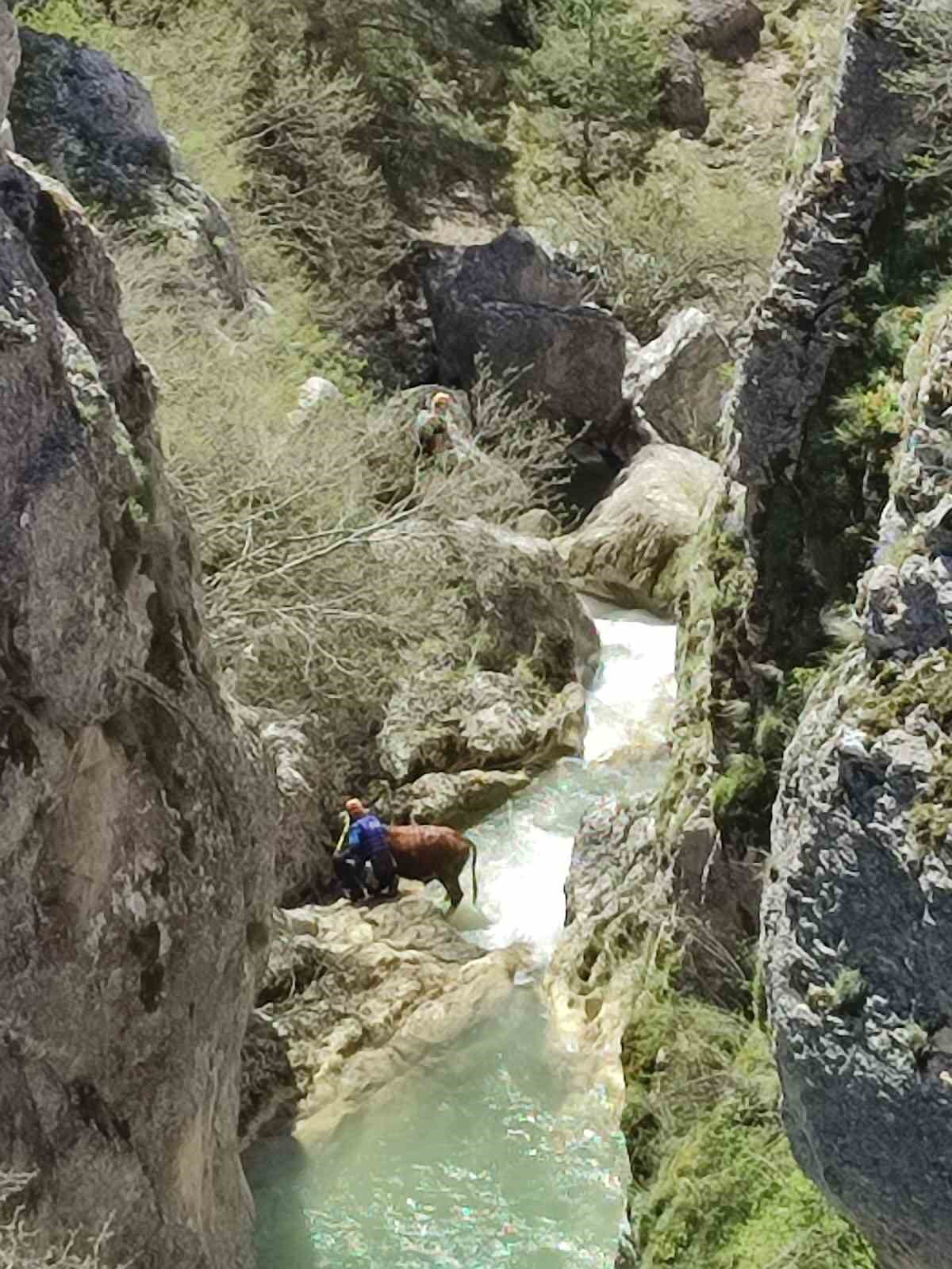 Derede mahsur kalan dana AFAD ekiplerince kurtarıldı
