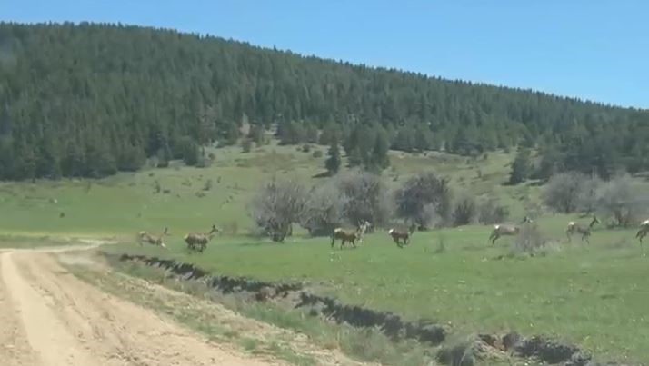 Bolu’da ceylan sürüsü görüntülendi
