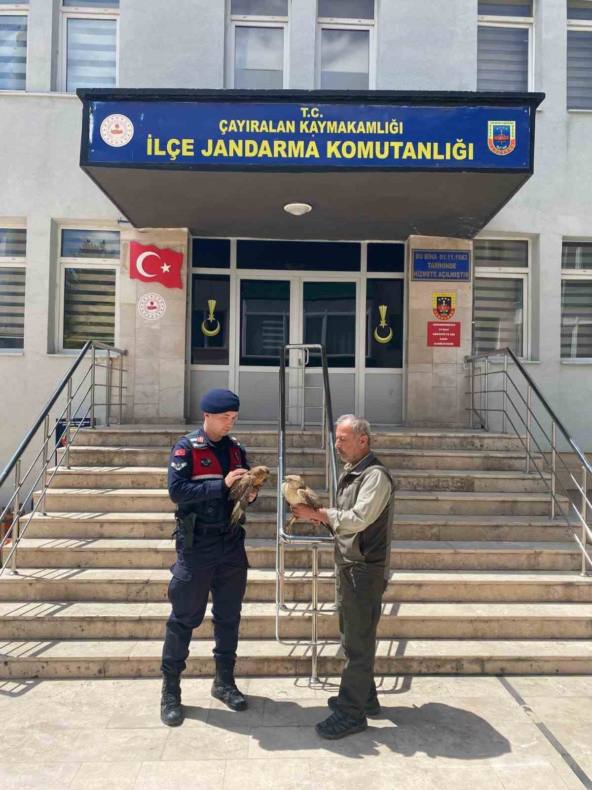 Doğada bulunan yaralı şahinler tedavi altına alındı