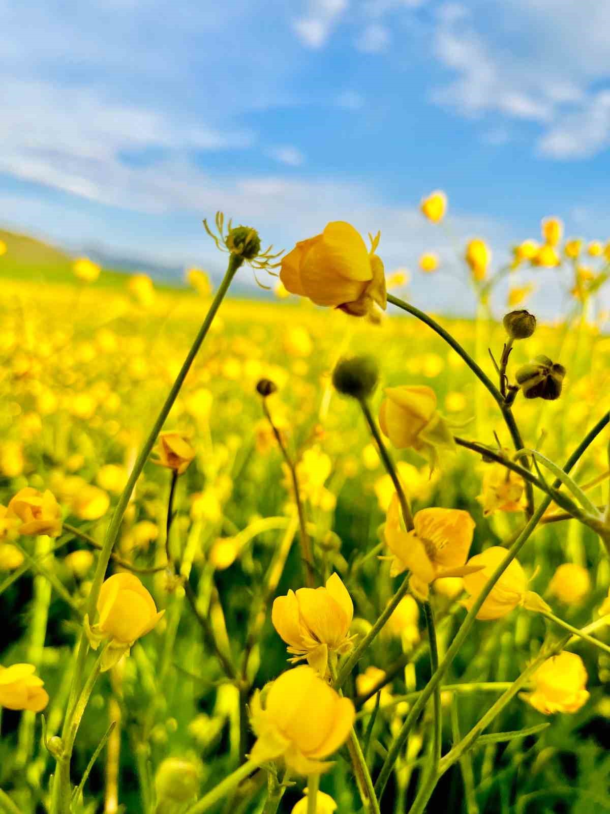 Ağrı&rsquo;da doğanın renk c&uuml;mb&uuml;ş&uuml; g&ouml;z kamaştırıyor
